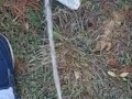 Backyard pissing full video
