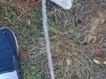 Backyard pissing full video