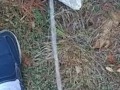 Backyard pissing full video