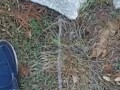 Backyard pissing full video