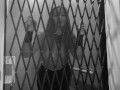 Dani Daniels Spooky Vampire Halloween Solo