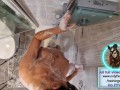 Toilet Ass Cleaning wiping shower service slave clean pussy milf femdom mistress male chastity cage