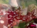 Big tits babe fucked by an elf in a fantasy 3D animation