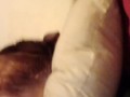 Pnppawg Sunshyne sucks TexasBWC  dick and takes good doggy and painal  as Texassunshyne .