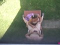 Backyard Blowjob's - A View From Above As Missy Sucks George's Cock