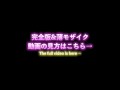 【来世ちゃん】マイクロビキニでご奉仕マッサージ！！たくさん気持ちよくなってくださいね♡