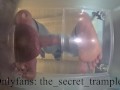 Cock and balls puncaked under glass 2 (preview, full video on Onlyfans) cock and ball trampling