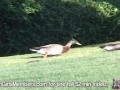 Hot Babes Getting Naked On A Florida Golf Course