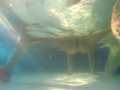 Elegant and flexible babe, swimming underwater in the outdoor swimming pool. 3 2