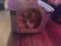 Cute cat makes his kitty litter his bed part 2