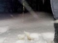 Desperation highway pee in snow in freezing temperatures