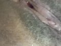 Sucking my New 🌈 DILDO ENJOYING