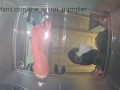 Cock and balls trampling underglass 4 with cumshot (preview)