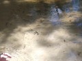 Cute long hair girl on her knees looking for shells to collect in popular spring creek