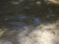 Cute long hair girl on her knees looking for shells to collect in popular spring creek