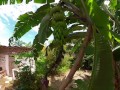 Fucking in a cool farmhouse in the Jungle