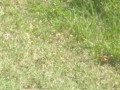 On spring break I catch my friend masturbating and flashing his cock In public and my pussy gets wet