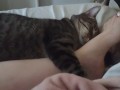 Pussy Cat Cuddling With Sexy Legs and Feet