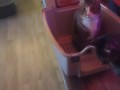 Kitten makes box to play in