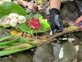 Pinay Outdoor Porn Harvest and Cooking Bamboo Shoots