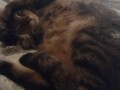 Cute Kitten Waking Up