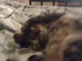 Cute Kitten Waking Up