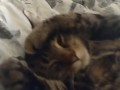 Cute Kitten Waking Up