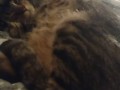Cute Kitten Waking Up