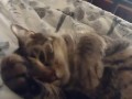 Cute Kitten Waking Up