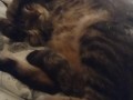Cute Kitten Waking Up