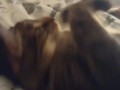 Cute Kitten Waking Up