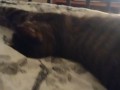 Cute Kitten Waking Up