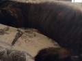 Cute Kitten Waking Up