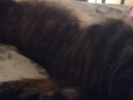 Cute Kitten Waking Up