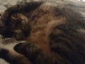 Cute Kitten Waking Up