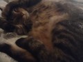 Cute Kitten Waking Up
