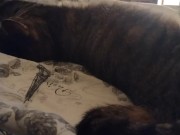 Cute Kitten Waking Up
