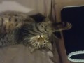 Adorable Kitten Waking Up