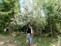 Tied up in a blooming apple tree - RosenlundX - HD