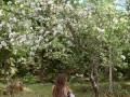 Tied up in a blooming apple tree - RosenlundX - Vertical HD
