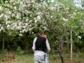 Tied up in a blooming apple tree - RosenlundX - Vertical HD