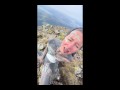Onlyfans Tattoo Model Anuskatzz has wild outdoor SEX in puplic on the highest mountain in the UK