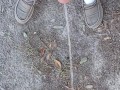 Risky Backyard Pissing Thought It Would Never End Compilation 1 Video Loop