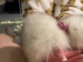 fur fetish teddy gives handjob, blowjob and fursex - furcouple francis & alessia