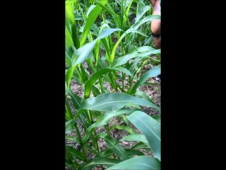 Farmer's Fucked in a Cornfield