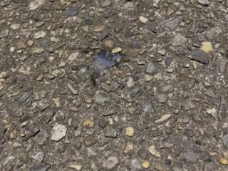 【既婚リーマン】歩道橋の上で射精できるか挑戦してみました！結果はいかに？！