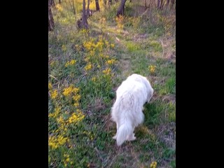 Lady P in the woods with her pup, her pussy makes an appearance, and we get to see her big milf ass