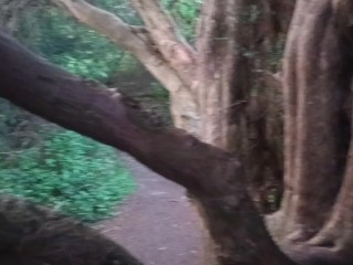 Teasing in an Ancient tree