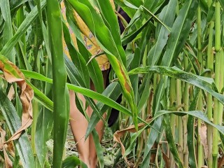 Voyeur a girl masturbating in Corn Field n CUM Creampie her