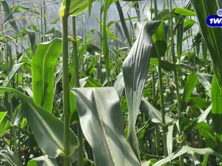 Security guard catches slut thief in cornfield and gives her a ticket on the spot